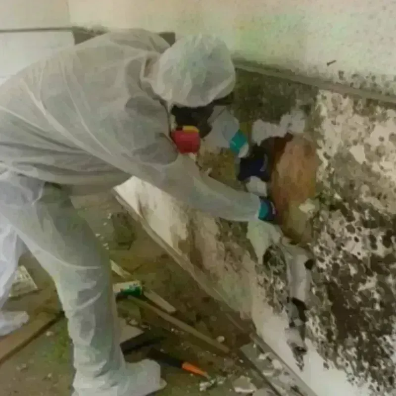 Mold Remediation and Removal in Tate County, MS